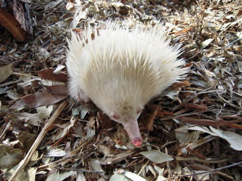 Potoroo Palace - Foster Accommodation 4