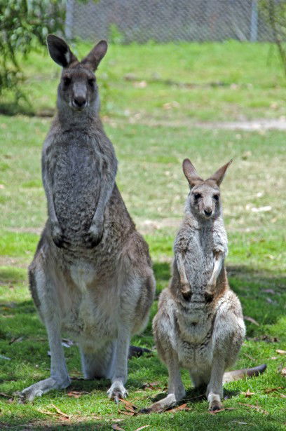 Potoroo Palace - Foster Accommodation 5