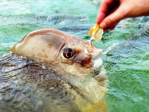Aquascene Fish Feeding Sanctuary - Foster Accommodation 1