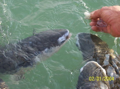 Aquascene Fish Feeding Sanctuary - Foster Accommodation 2