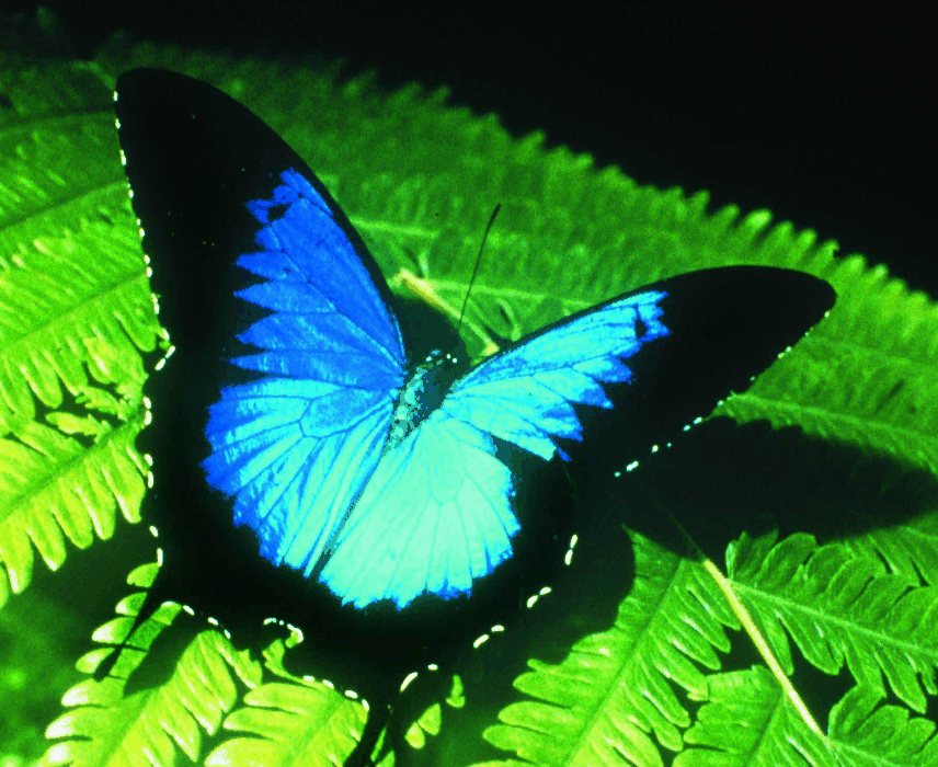 Australian Butterfly Sanctuary - Foster Accommodation 0