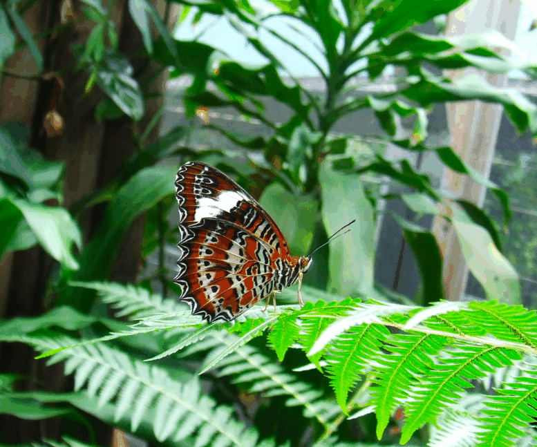 Australian Butterfly Sanctuary - Foster Accommodation 1