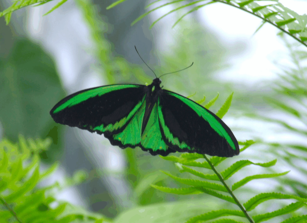 Australian Butterfly Sanctuary - Foster Accommodation 2