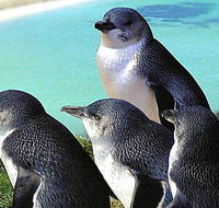 Rockingham Wild Encounters - Foster Accommodation