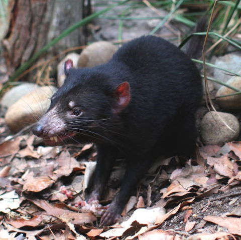 WILD LIFE Sydney Zoo - Foster Accommodation 5