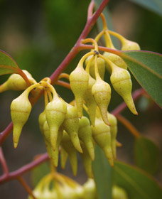 Mount Short Scenic Drive - Foster Accommodation 0