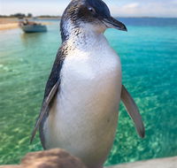 Penguin Island - Foster Accommodation