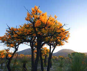 Cape Le Grand National Park - Foster Accommodation 0