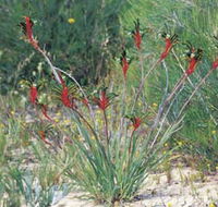 Kalbarri Wildflower Centre - Foster Accommodation