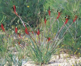 Kalbarri Wildflower Centre - Foster Accommodation 0