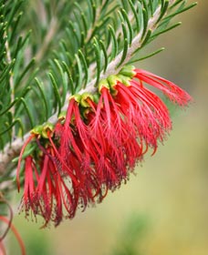 Ethel Daw Scenic Drive - Foster Accommodation 0