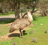 Minlaton Fauna Park - Foster Accommodation