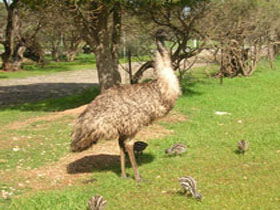 Minlaton Fauna Park - Foster Accommodation 0