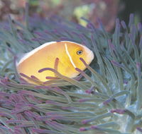 Rowley Shoals - Foster Accommodation