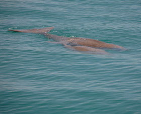 Dugongs - Foster Accommodation 0