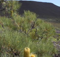 Lesueur Walk Trail Mount Lesueur - Foster Accommodation