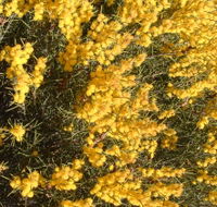 Dalwallinu Remnant Bushland - Foster Accommodation