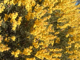 Dalwallinu Remnant Bushland - Foster Accommodation 0