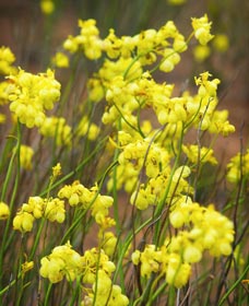 Mount Madden Scenic Drive - Foster Accommodation 0