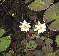 Parry Lagoons Nature Reserve - Foster Accommodation