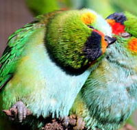Rainbow Jungle - The Australian Parrot Breeding Centre - Foster Accommodation
