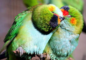 Rainbow Jungle - The Australian Parrot Breeding Centre - Foster Accommodation 0