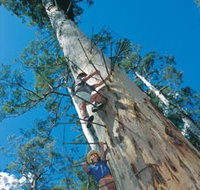 Dave Evans Bicentennial Tree - Foster Accommodation