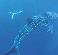 Ningaloo Marine Park - Foster Accommodation