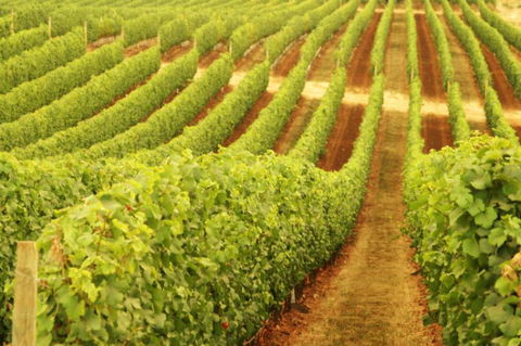 Xanadu Wines - Foster Accommodation 0
