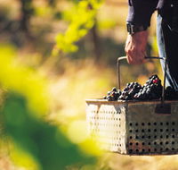 Burge Family Winemakers - Foster Accommodation