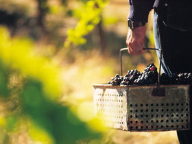 Spinifex Art And Crafts - Foster Accommodation 0