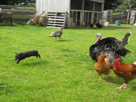 Echo Farm - Foster Accommodation 0