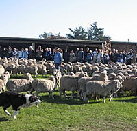 Curringa Farm - Accommodation and Farm Tours - Foster Accommodation