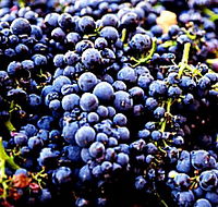 Laurel Bank Vineyard - Foster Accommodation