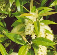 Tumbeela Native Bushfoods - Foster Accommodation