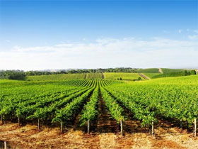 Aldinga Bay Winery - Foster Accommodation 0