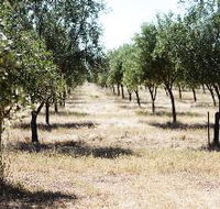 Talinga Grove Olive Oils - Foster Accommodation