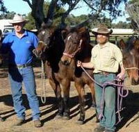 Coffin Bay Brumby Preservation Society Incorporated - Foster Accommodation
