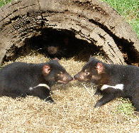 Wing's Wildlife Park - Foster Accommodation