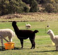 Maydena Country Cabins Accommodation  Alpaca Stud - Foster Accommodation
