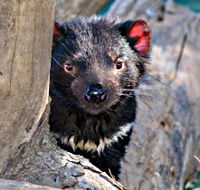Trowunna Wildlife Sanctuary - Foster Accommodation