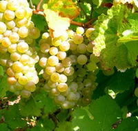 Winstead Vineyard - Foster Accommodation