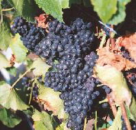 Darlington Vineyard - Foster Accommodation