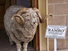 Tasmanian Wool Centre - Foster Accommodation 0