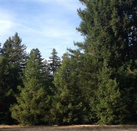 Pialligo Redwood Forest - Foster Accommodation