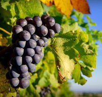 Panorama Vineyard - Foster Accommodation
