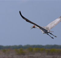 Gayngaru Wetlands Interpretive Walk - Foster Accommodation