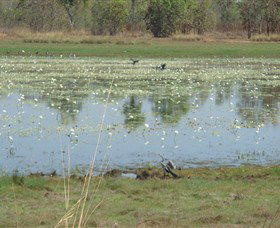 Leaning Tree Lagoon Nature Park - Foster Accommodation 0