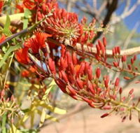 Olive Pink Botanic Garden - Foster Accommodation