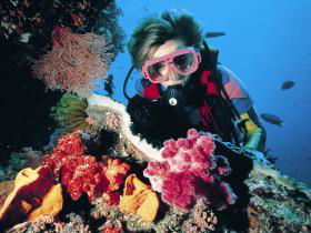 Nine Mile Reef Dive Site - Foster Accommodation 0
